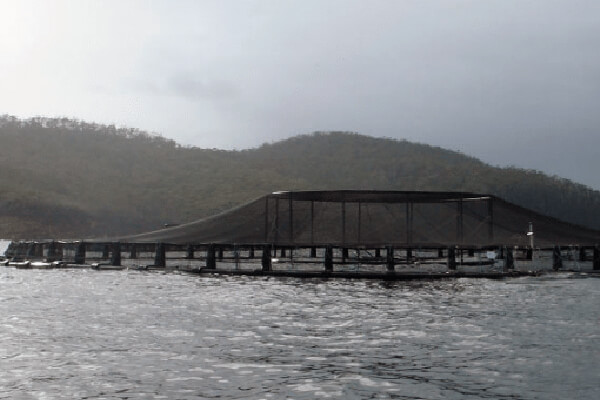 tab-bird-netting tab-bird-netting