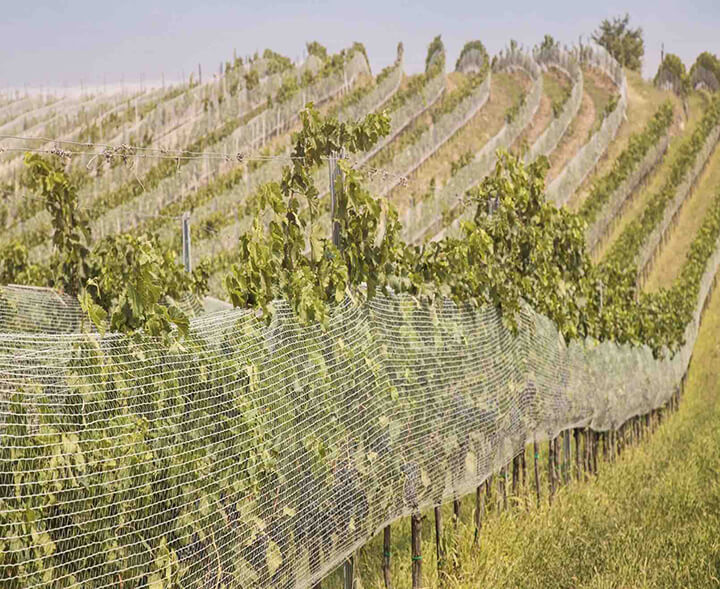 viticulture-nets viticulture-nets