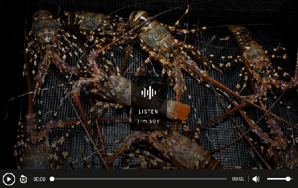commercialising-rock-lobster-hatchery-in-tasmania commercialising-rock-lobster-hatchery-in-tasmania