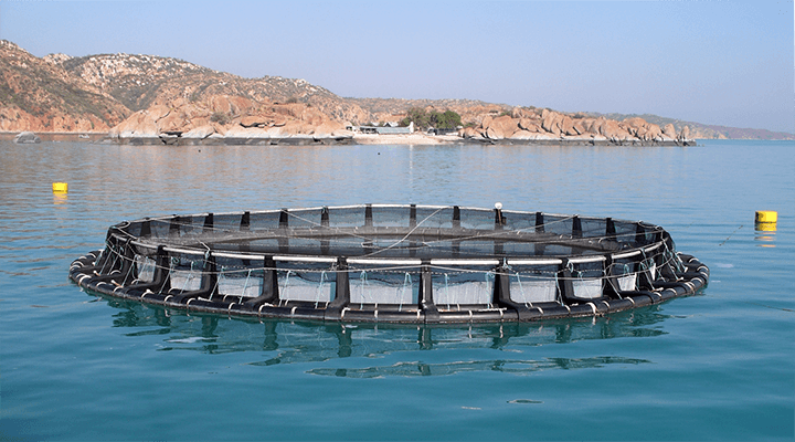 sea-cages sea-cages